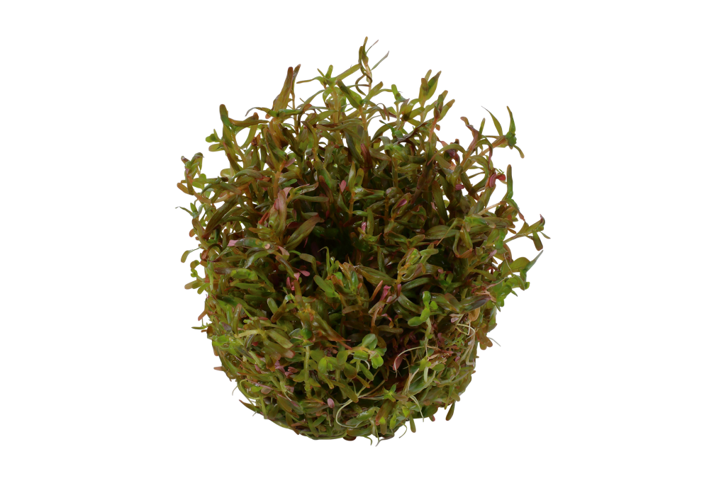 Rotala Rotundifolia 'H'ra' Saturn Shrimp