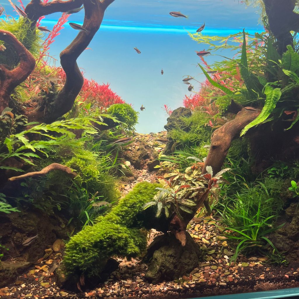 DET Light Screen for Aquarium Background 90cm x 45cm Saturn Shrimp