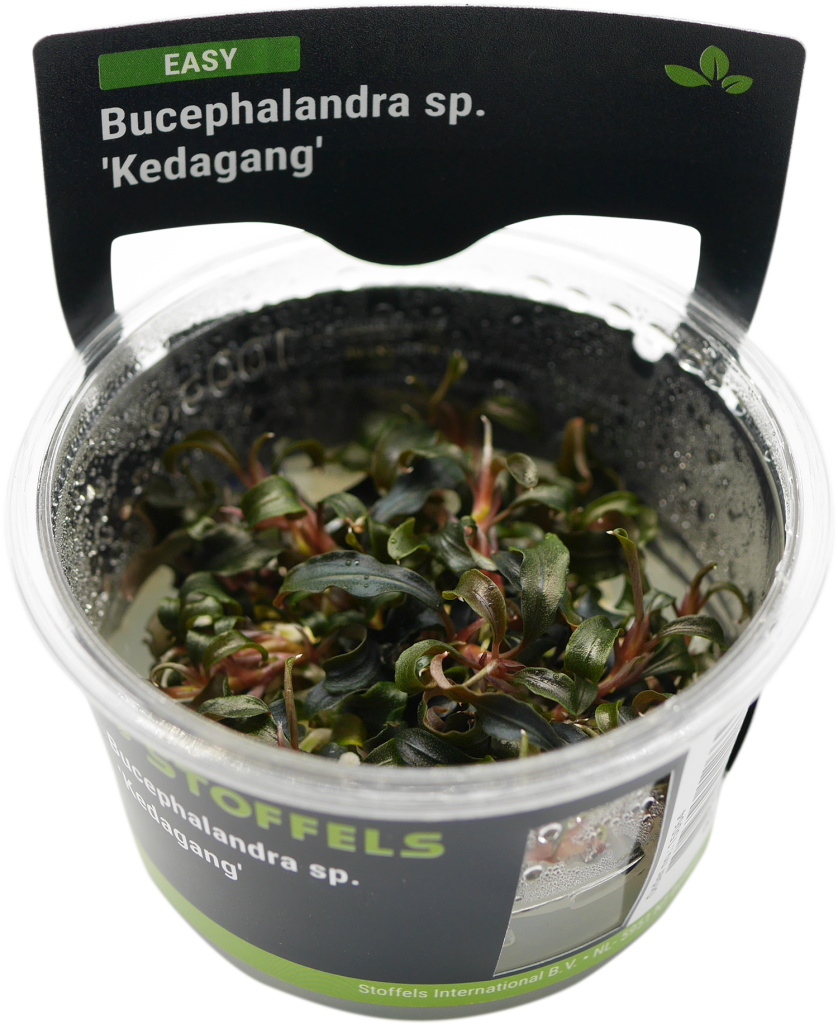 15064_In-Vitro_Bucephalandra-
