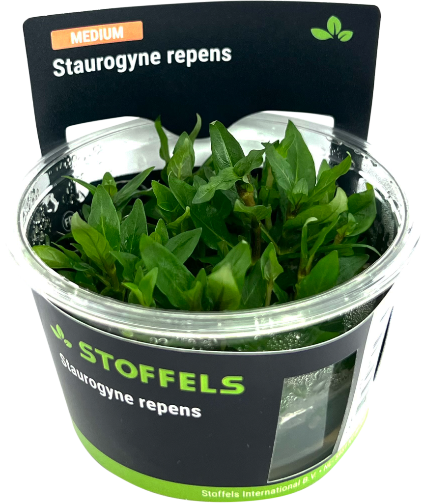 Staurogyne Repens (Stoffels) - Saturn Shrimp