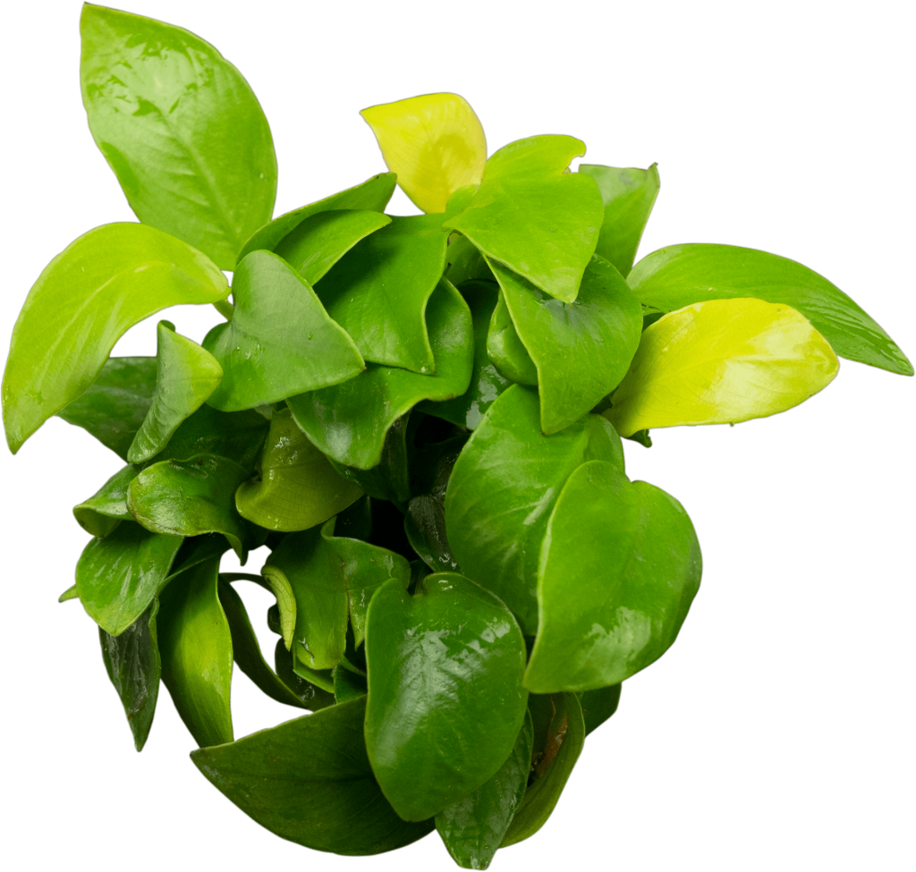 専用Prabu, exsotika var, salaca aurea,noid Anubias Barteri var. Nana 