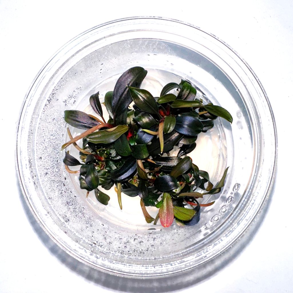 Bucephalandra Brownie 'Ghost' (RTG) - Saturn Shrimp