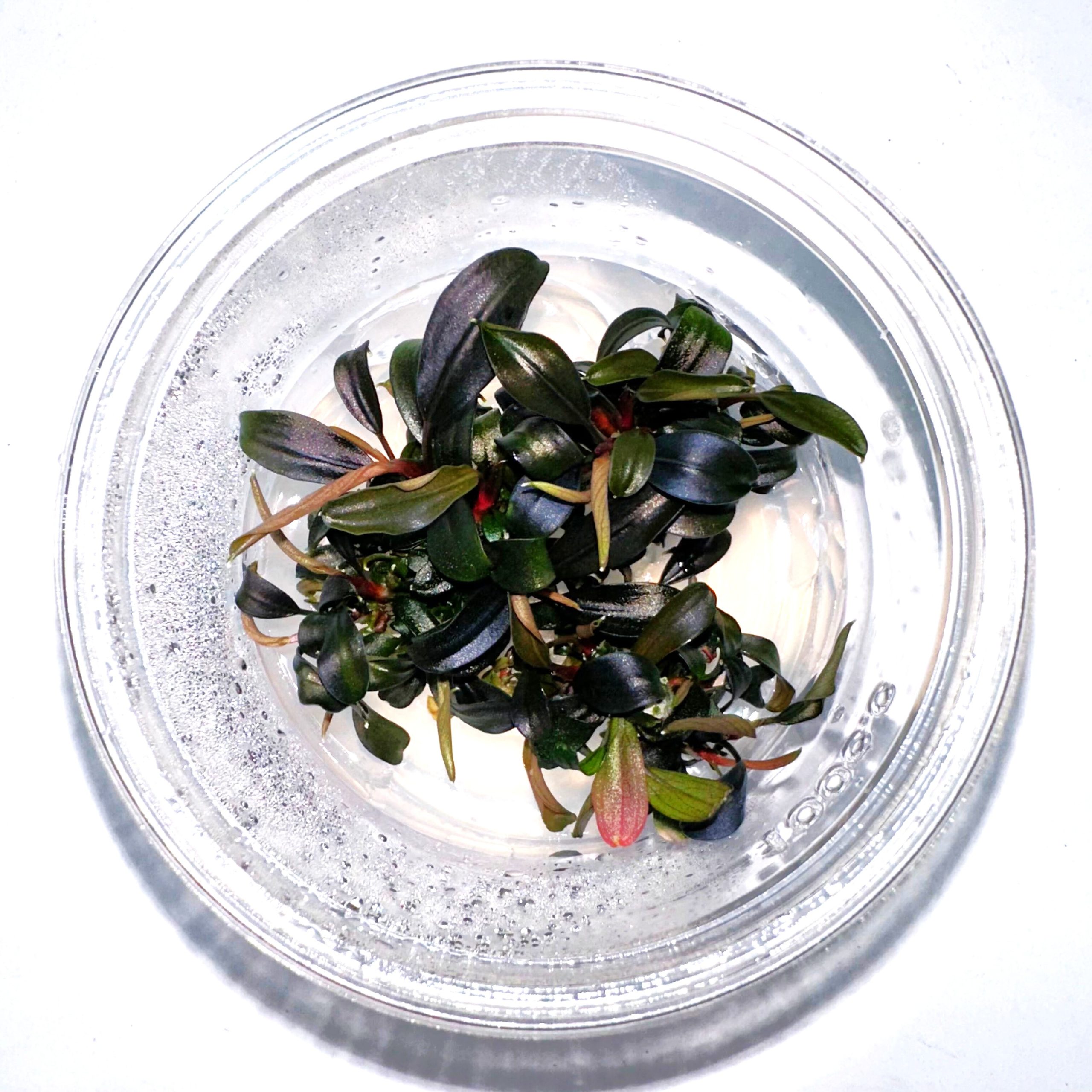 Bucephalandra Brownie ‘Ghost’ (RTG)