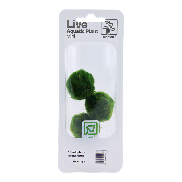 Tropica Aegagropila Linnaei - Moss Ball (5Pack - Small) - Image 2