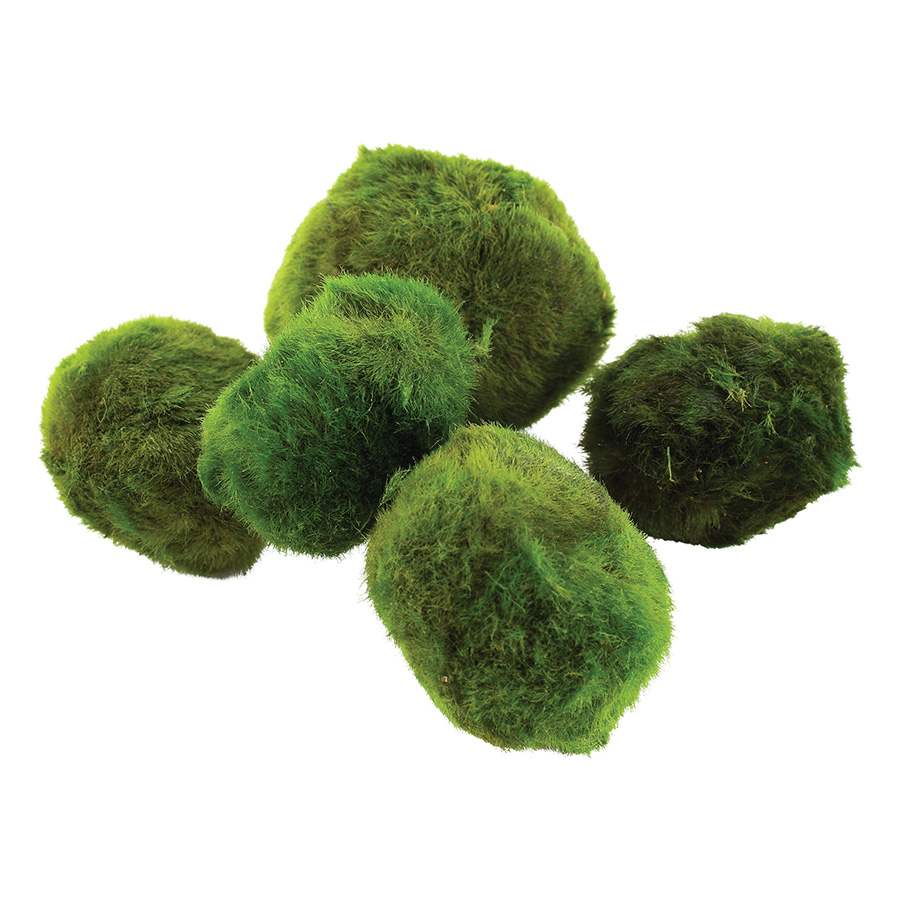 Tropica Aegagropila Linnaei - Moss Ball (5Pack - Small)