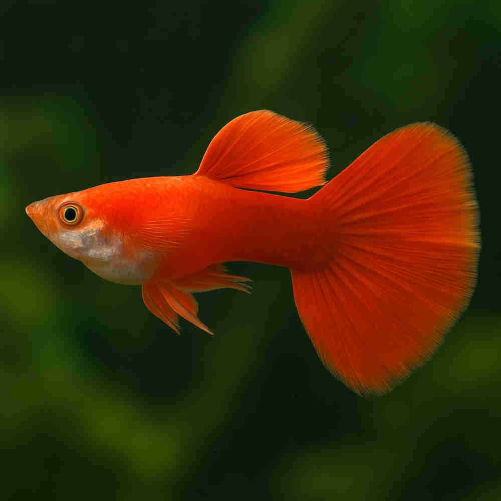 Red Moscow Guppy Male