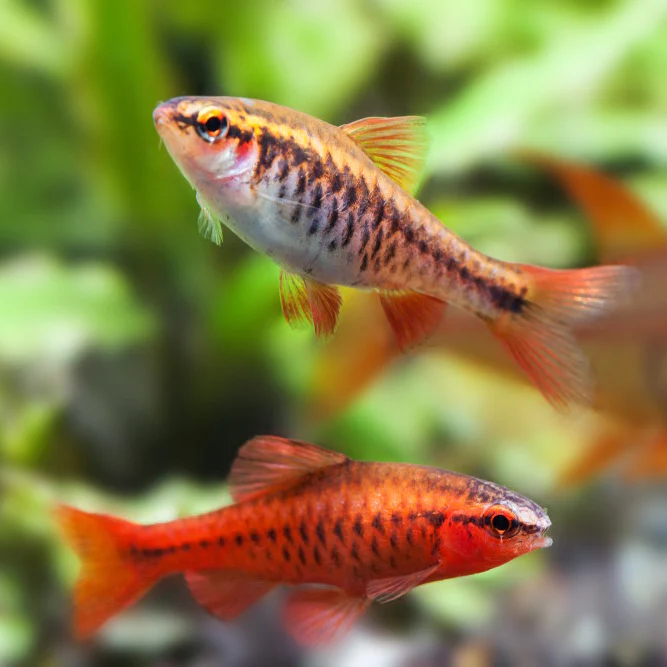 Cherry Barb