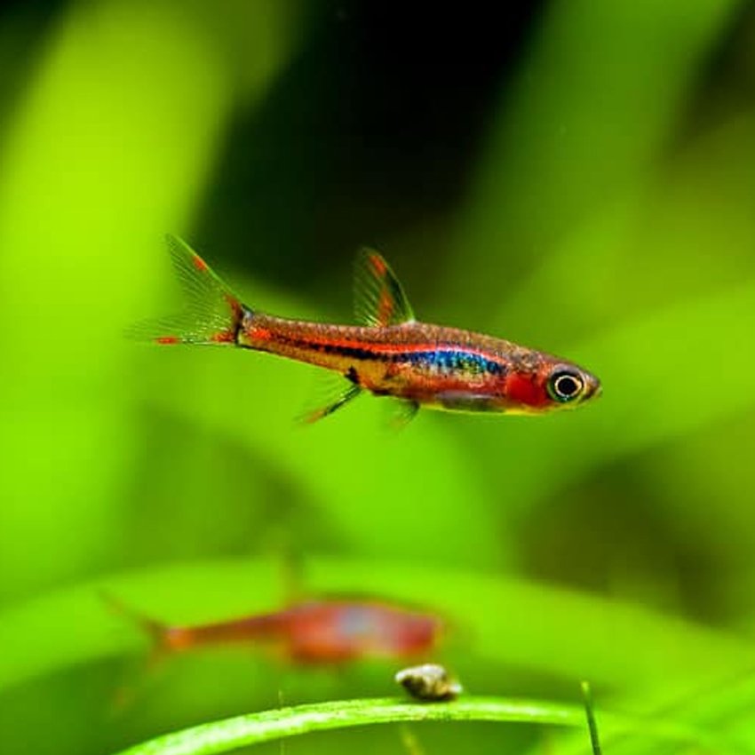 Chili Rasbora (Boraras Brigittae)
