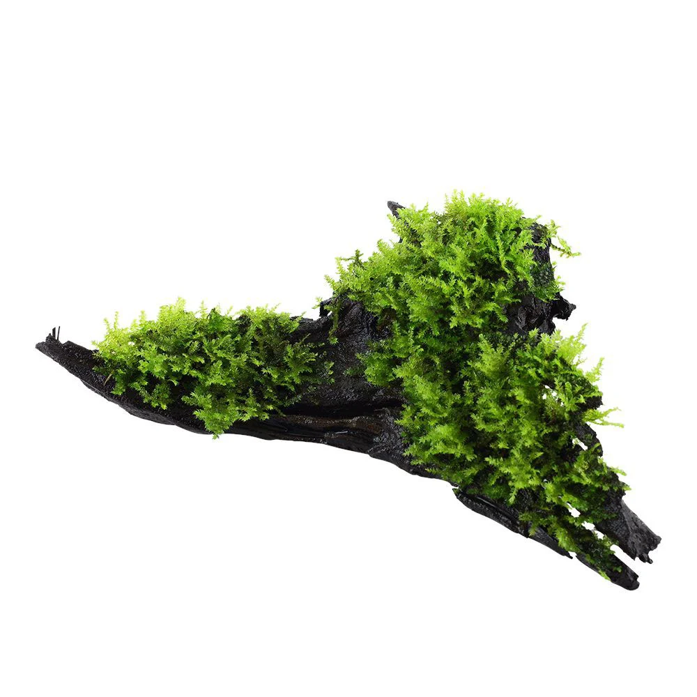 Vesicularia montagnei 'Christmas Moss' - On Bogwood