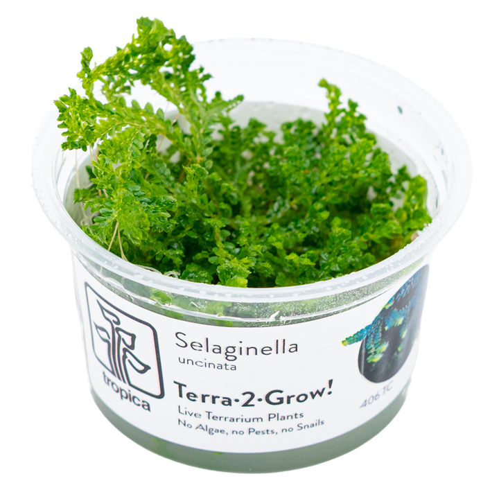 Selaginella Uncinata (Tropica)