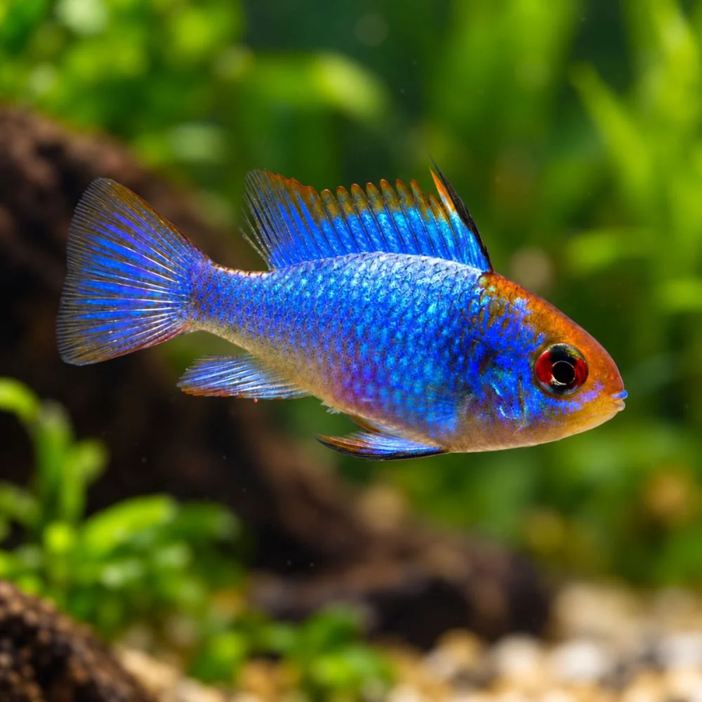 Electric Blue Ram (Mikrogeophagus Ramirezi)