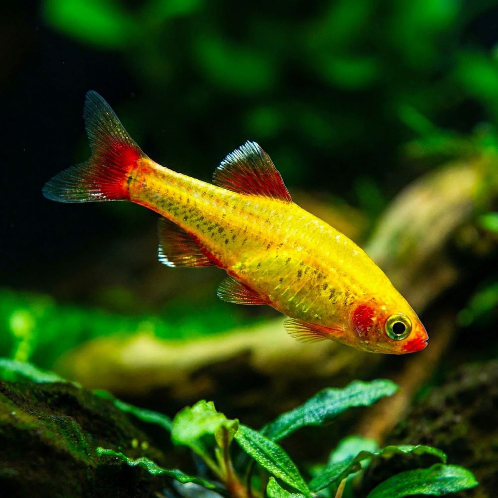 Golden Cloud Mountain Minnows