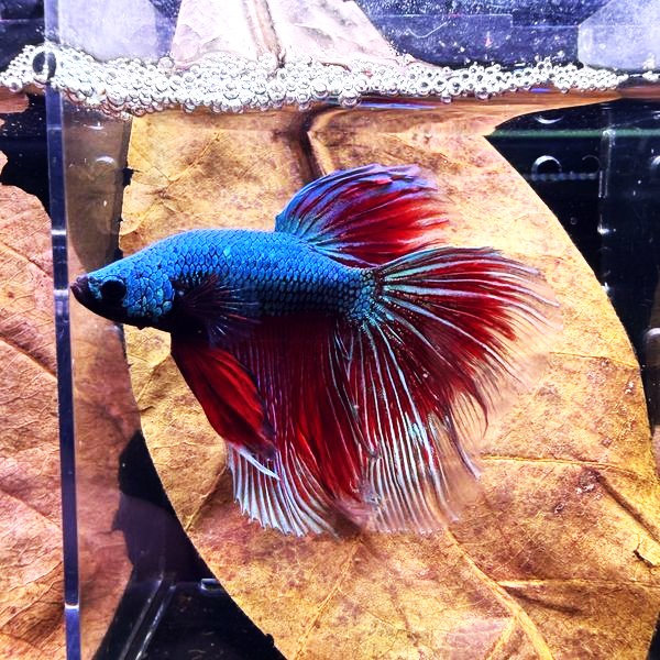 Siamese Fighter Male