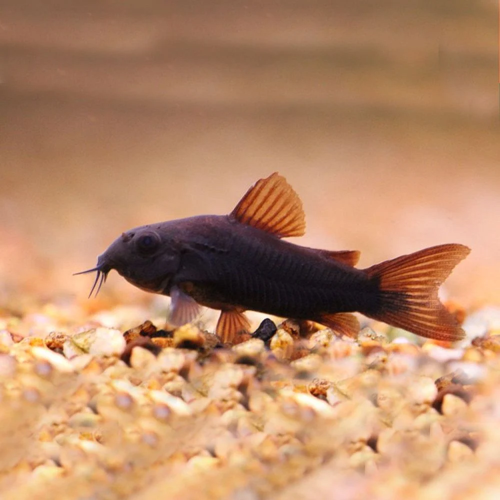 Black Venezuelan Corydoras
