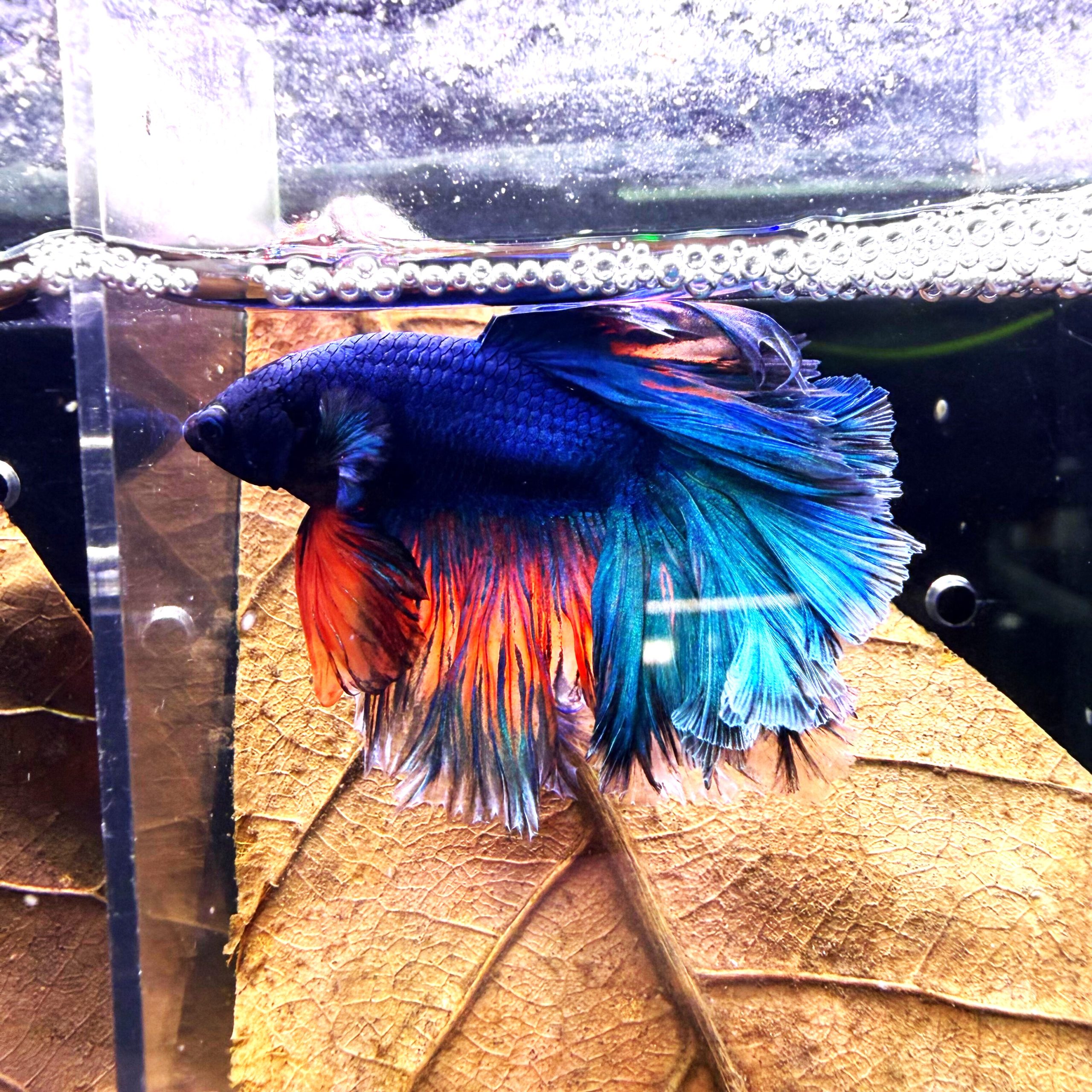Siamese Fighter Male